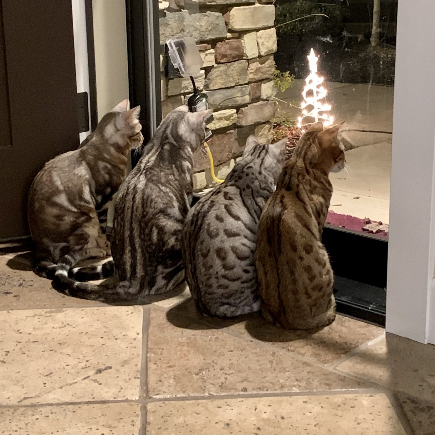 row of cats looking out window