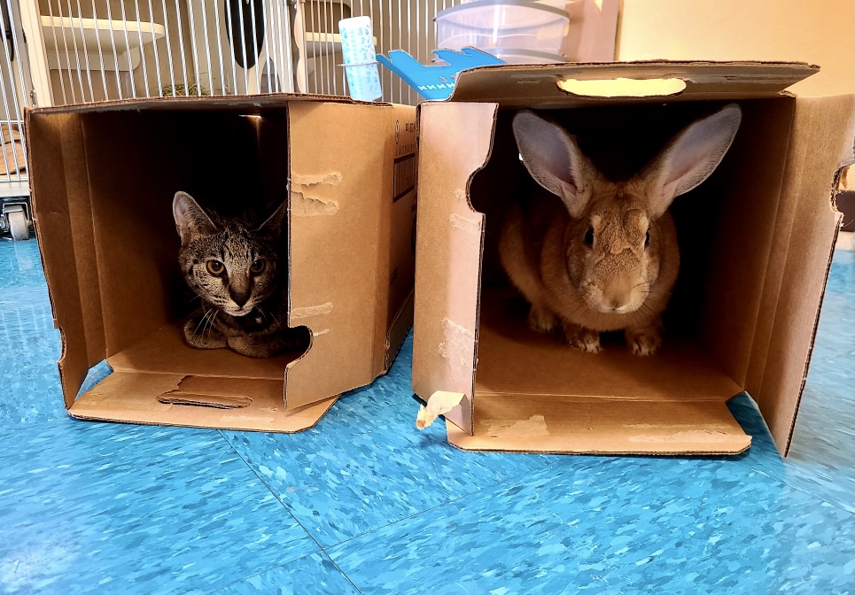 Rabbit and cat in boxes