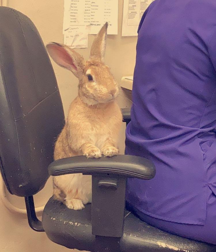 Rabbit in chair